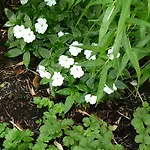 Elba Am Kurfuerstendamm - Design Chambers Hotel 3*