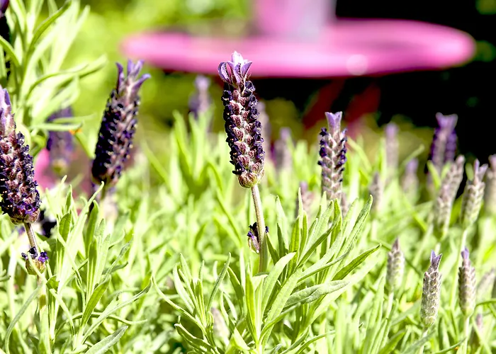 Hotel Elba Am Kurfuerstendamm - Design Chambers Berlim