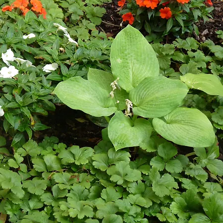 Elba Am Kurfuerstendamm - Design Chambers 3* Berlin